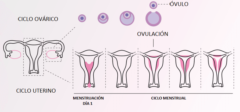 periodo mestrual ovulación sangrado cuando comienza el ciclo menstrual